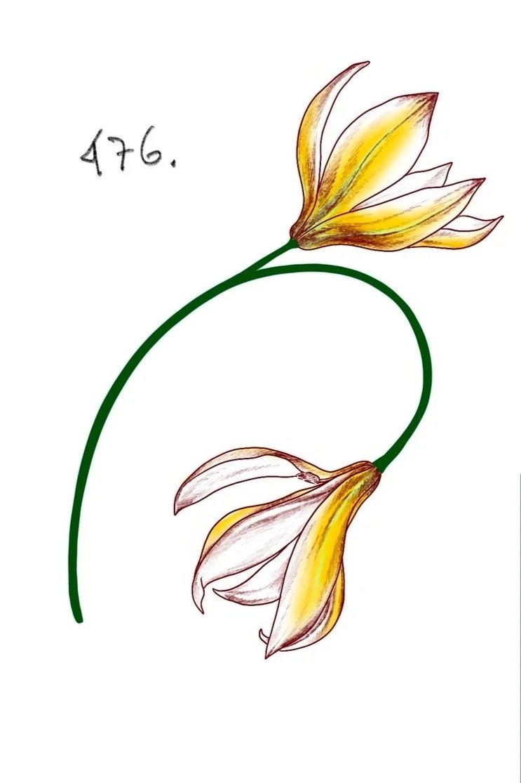 Flash tattoo 476