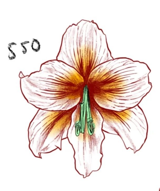 Flash tattoo 550